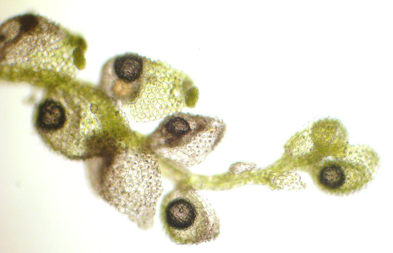 Cololejeunea biddlecomiae